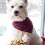 A Bowl with Cinnamon Apple Homemade Dog Treats in front of a dog with red and blue checkered scarf