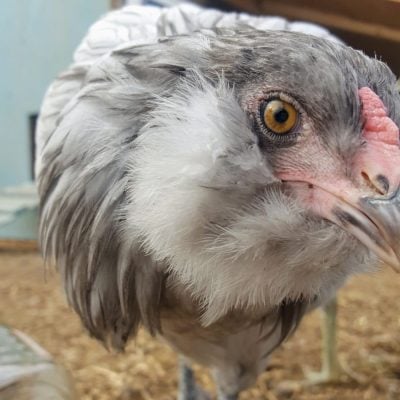 Last Week At The Magpie Farm: Lonely Hens And One Lucky Rooster