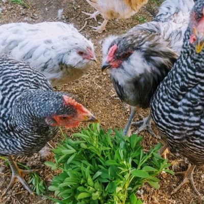Last Week At The Magpie Farm: Chicken Tractor Build!