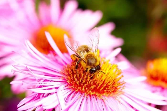 close up of a bee pollinating pink flower