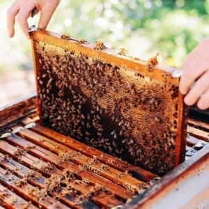 honey bees on hive in wooden box