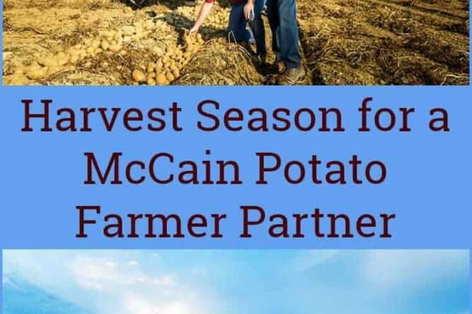 Harvesting Potato with the Farmer Partner