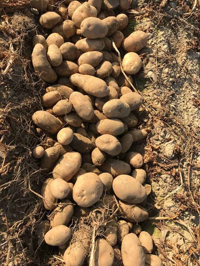 Dug up potatoes and deposited into three rows