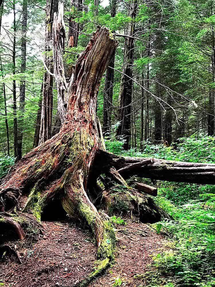 Sitka National Historic Park with High Trees