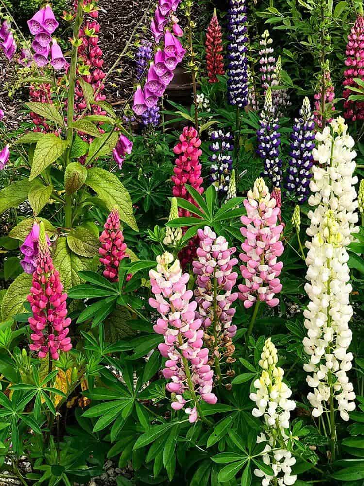 green and vibrant view of wild lupins
