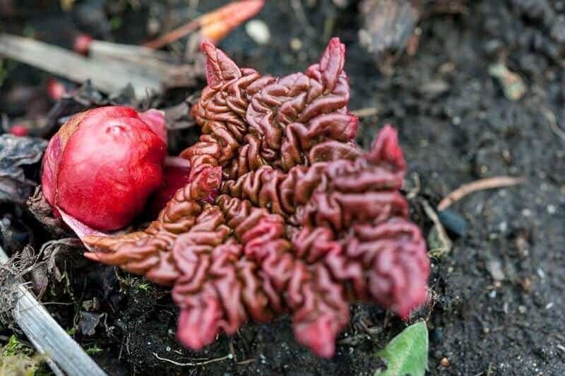 Rhubarb first emerging from the ground in spring