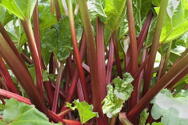 Rhubarb growing in the garden