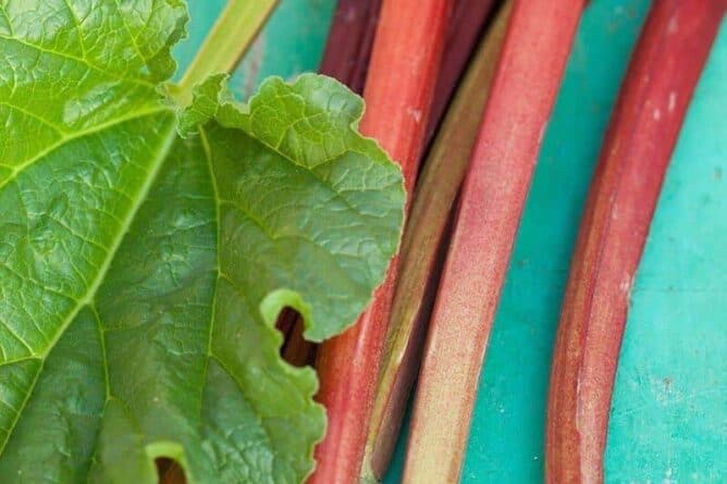 cut rhubarb stalks on a turquoise wooden board