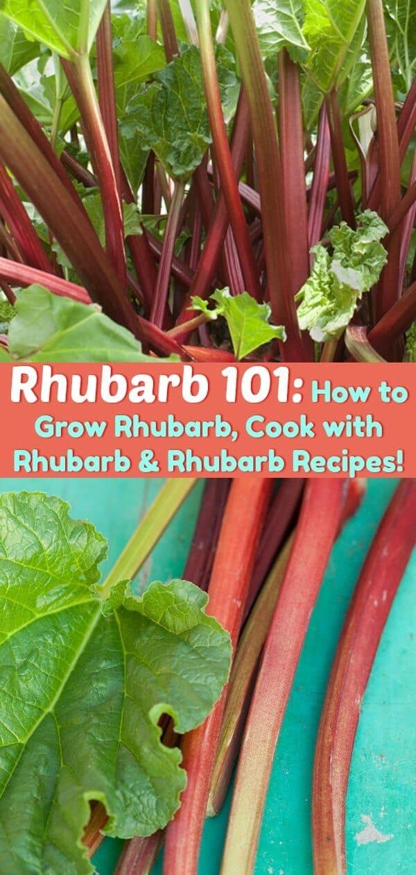 Rhubarb 101: How to Grow Rhubarb, Cook with Rhubarb and Rhubarb Recipes! All the basics about growing rhubarb on the farm or in the city! #garden #urbangarden #homesteading #rhubarb #gardening #planting #recipes #spring #agriculture #farming #farm 