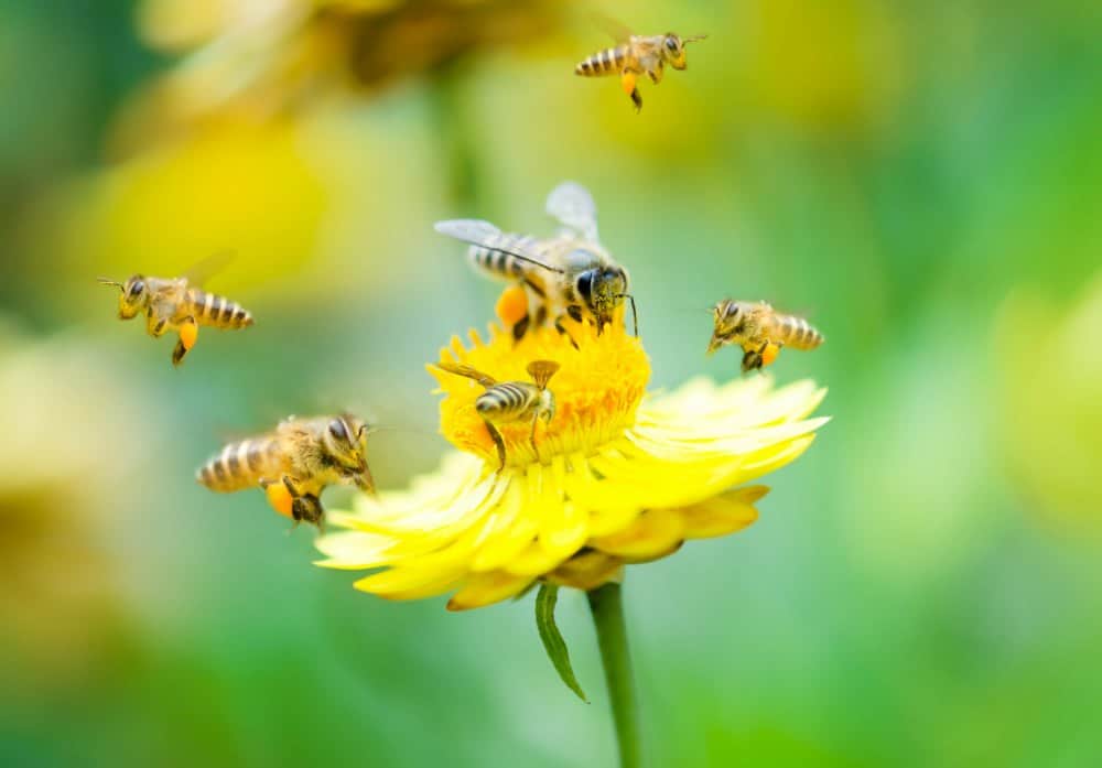 Bees gathering nectar from yellow flowers for honey