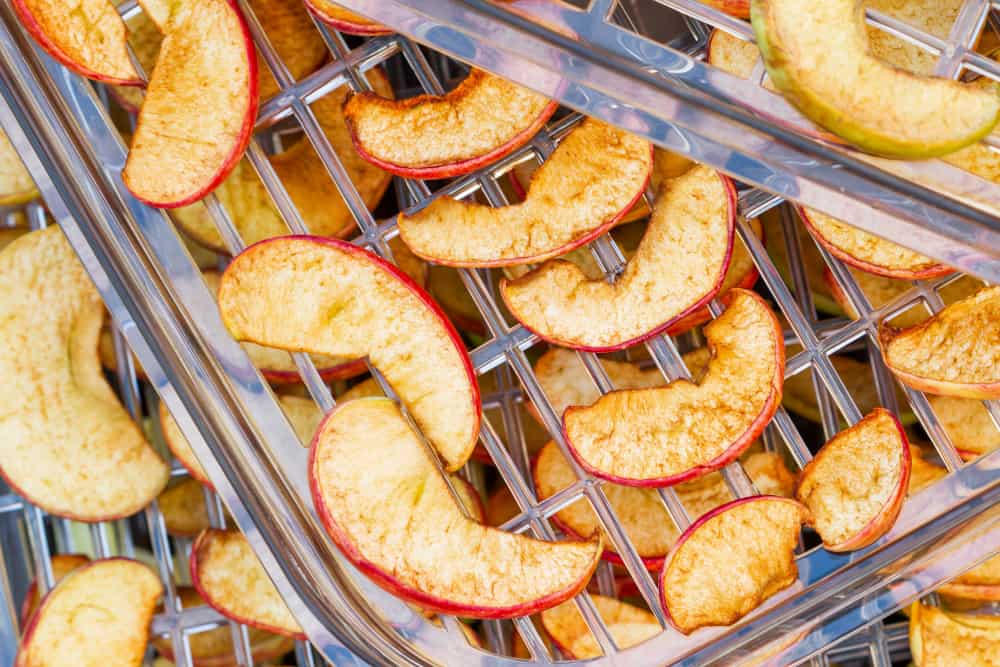 Sliced apples in the food dryer. Cut apples on dehydrator tray. 