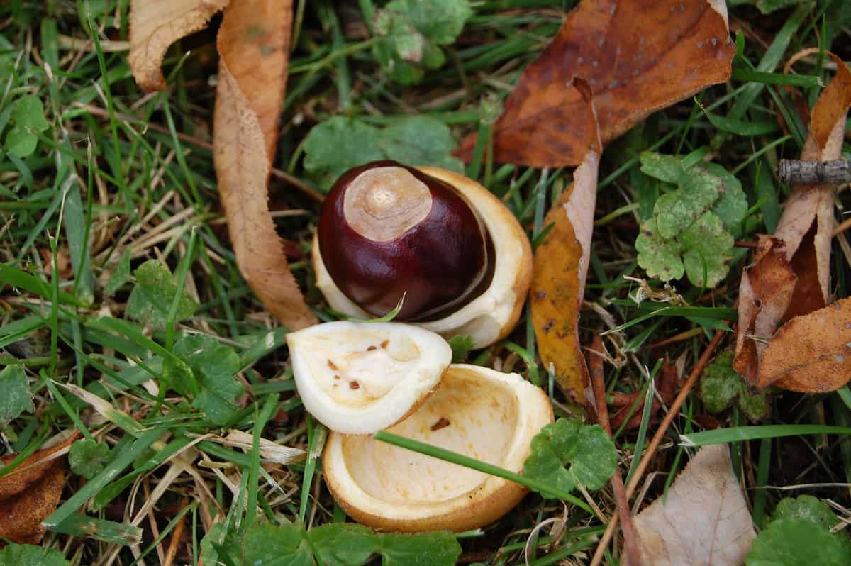  A real buckeye cracked open