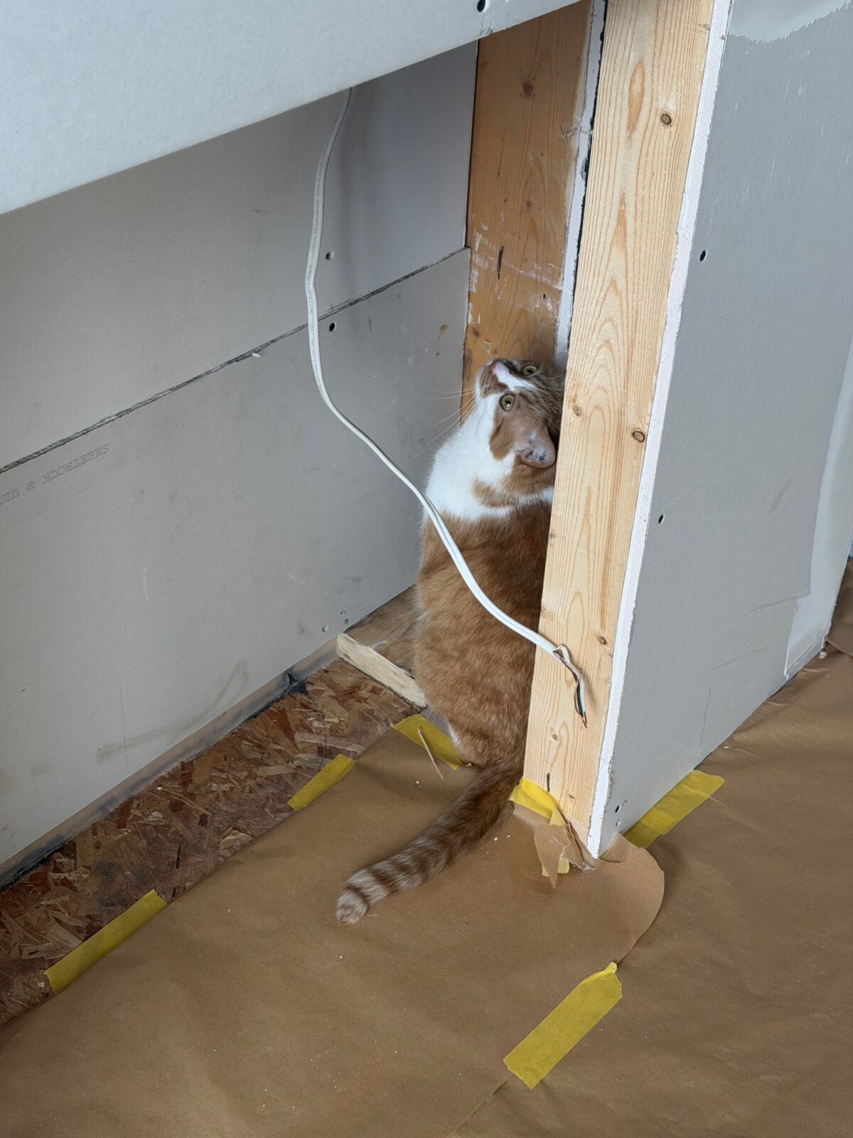 A ginger and white cat sits behind a partially finished wall with exposed wood and wires, looking up. The floor is covered with brown paper and yellow tape.